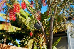 SONY SRS-XB100 Portable Wireless Speaker, Grey