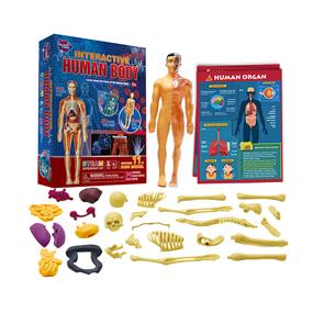 BIG BANG SCIENCE Interactive Human Body | STEM (STEAM) Experiment Kit | Contains 11-Inch Model | Includes 34-Inch Human Science Poster
