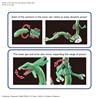 BANDAI Hobby Pokemon Model Kit RAYQUAZA | Simple Assembly Kit | No Paint | Fit & Snap By Hand!  (Pokemon Figure Kit)