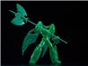 Good Smile Company MODEROID Shin Getter 1 Getter line Translucent