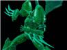 Good Smile Company MODEROID Shin Getter 1 Getter line Translucent